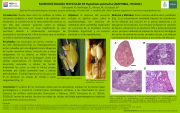 24 - MORFOHISTOLOGÍA TESTICULAR